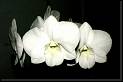 Dendrobium tipo phalaenopsis blanco * Rodrigo Remolina 
 * Rodrigo Remolina 
